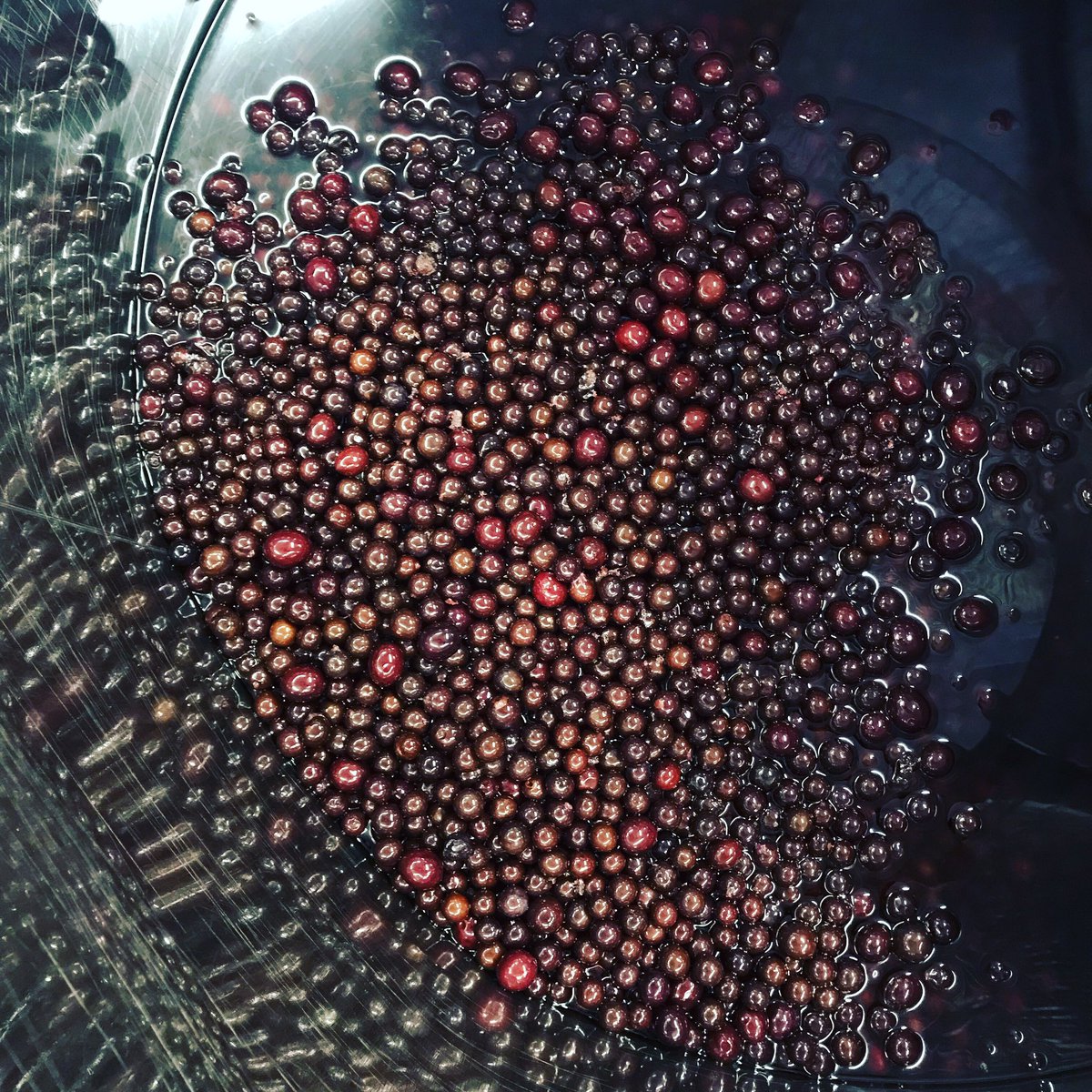 NonesuchDist's tweet photo. Sloes seeing daylight for the first time in many, many months ass we drain our beautiful Sloe Gin to the settling vat. #sloe #sloegin #gin #tasmaniangin #foraged #foragedfruit #wildharvest https://t.co/ykcdg49ITa