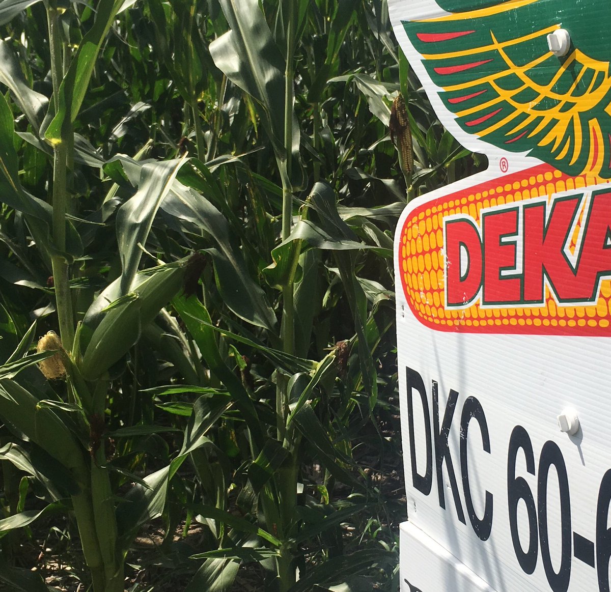 bodefarms's tweet photo. Found this in a very prominent spot on one of our own personal fields of @PioneerSeeds #P0589AM. Obviously been removed. I’m sure it’s a simple case of mistaken identity. Not sure what to say - I guess, thanks for the compliment? https://t.co/ulXsZwnjgw