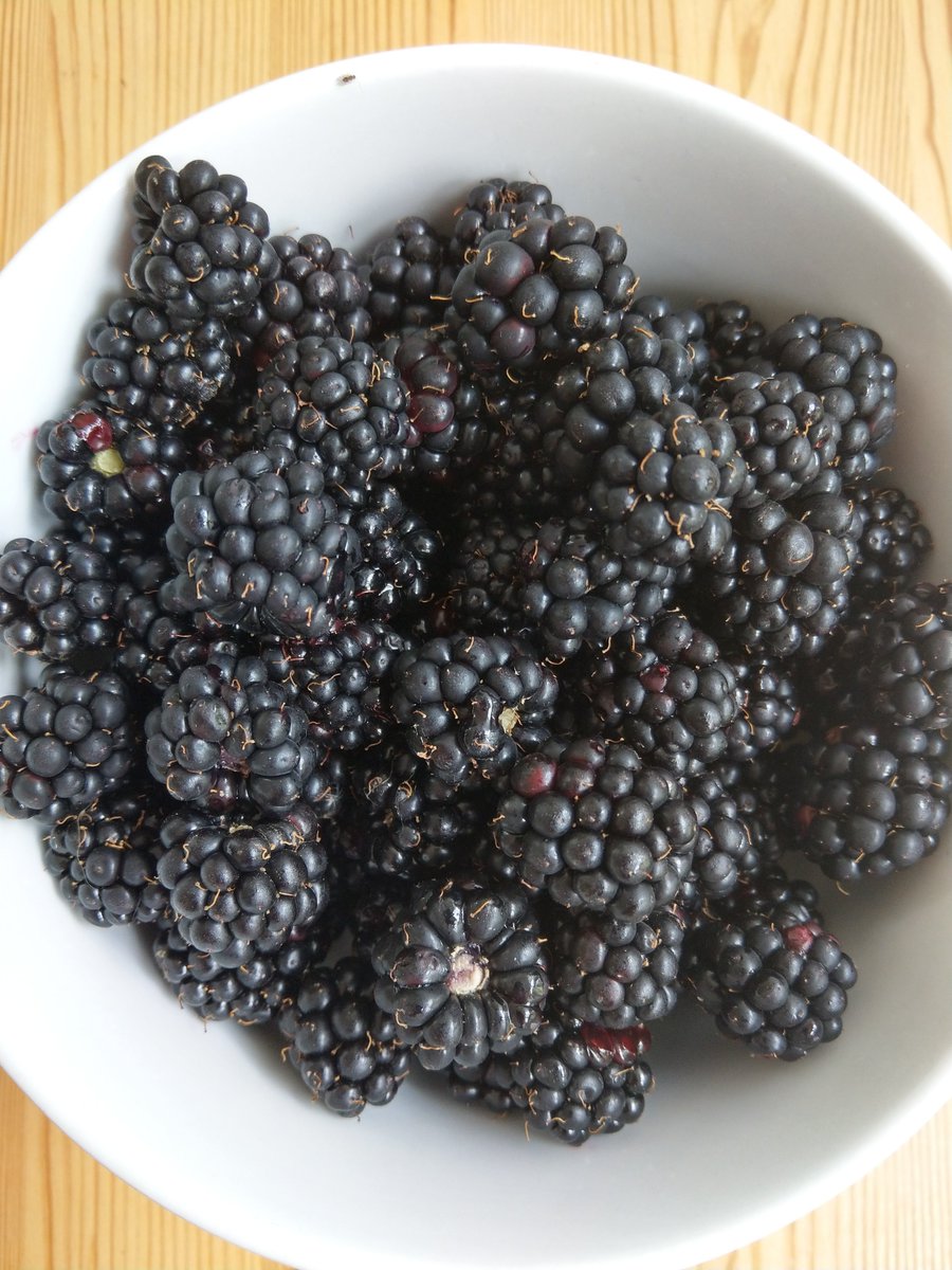 The blackberries are so good this year!