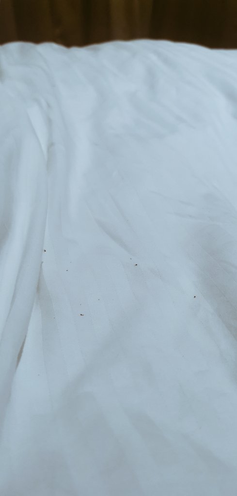 asem alghamdi tweet media