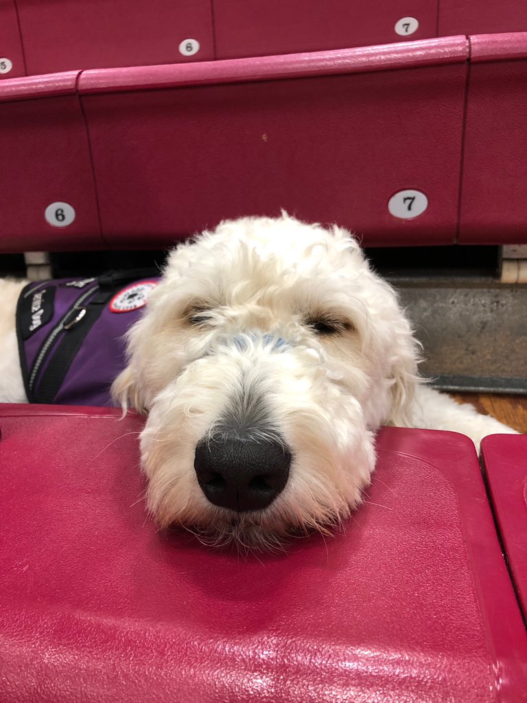 MelanieKing1's tweet photo. Week one at Lakota is in the books and I think we can all identify with Rory the service dog! #hardworkingdog @PlainsFirebird1 #WEareinthistogether #WEareLakota https://t.co/QDOguenZWH