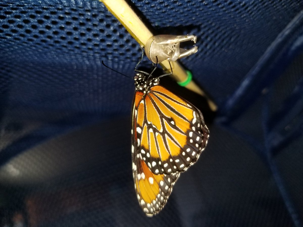 saunieindiego's tweet photo. Queen Gilippus!
(Danaus gilippus)
#NotAMonarch
#MonarchRanch https://t.co/h4ZfM9oVDB