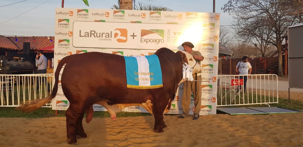 🥇🏆VIERNES DE CAMPEONES❤️‼️‼️
. 🎖GRAN CAMPEÓN MACHO de la raza Brangus de la cabaña Los Orígenes.
.
🎖GRAN CAMPEÓN MACHO en la Nacional Brahmán de Agropecuaria Encarnación S.A.
.
.
🎖GRAN CAMPEÓN MACHO de la raza Braford de <a href="/cabanapilaga/">Cabaña Pilagá</a> 
.
Felicitaciones a todos 🙌🏽