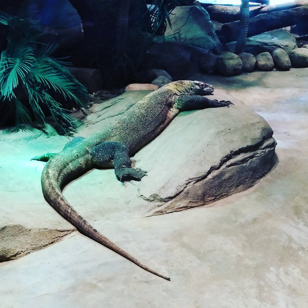 GertrudeBrooke's tweet photo. #AkronZoo for a day trip as we #ExploreOhio.I (finally) got to see a live Komodo dragon up close - as personal as the plate of glass would allow. Lots of animals & the snow leopard cub was out a bit with it's mom.
#dosomething #ExploreAkron #zooday #snowleopardcub #komododragon https://t.co/7Ip7uST5pj
