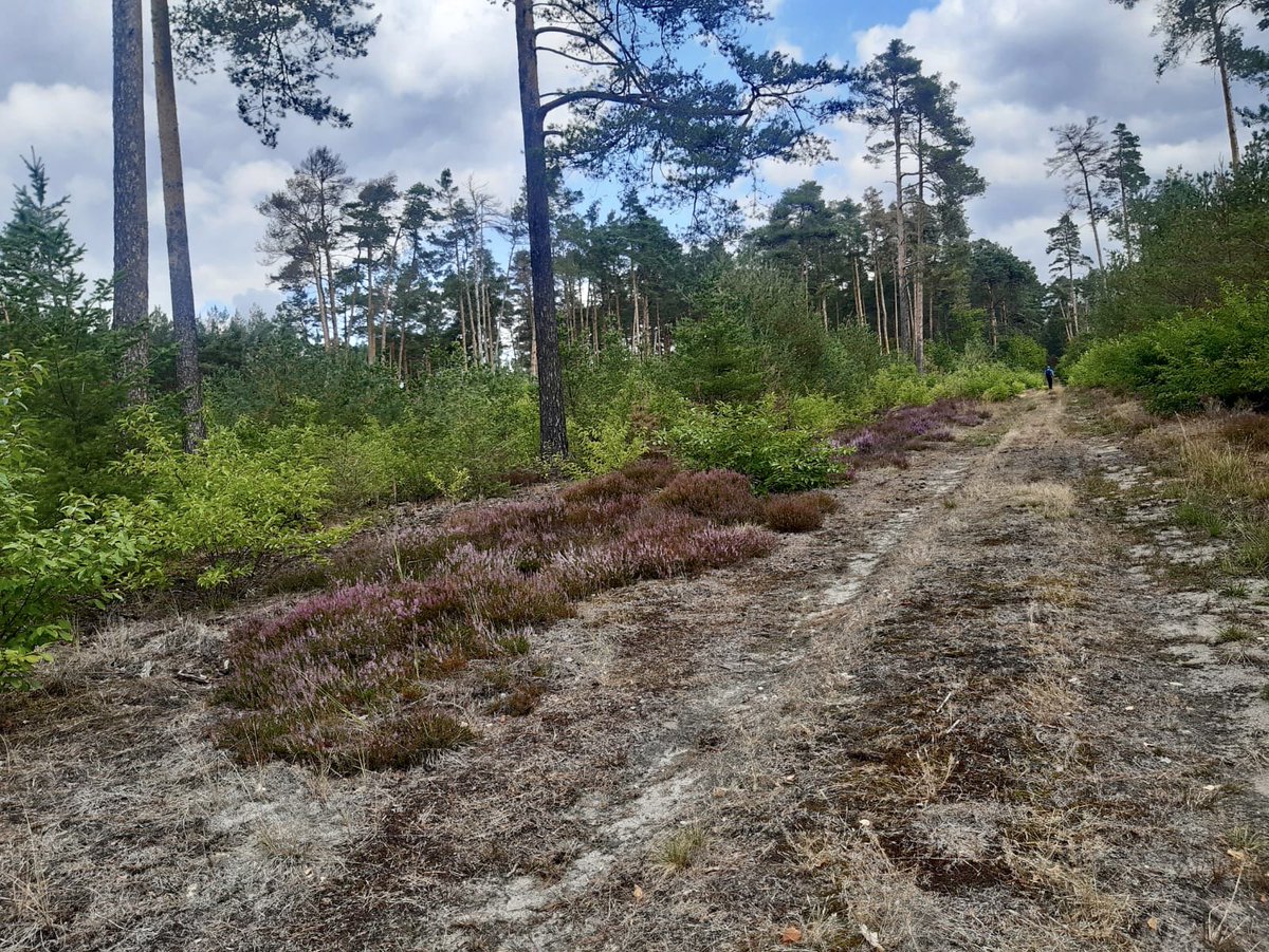 thomas2508's tweet photo. ❤️Ein geiler Tag❤️
#GermanTrail #Tag14 #47km https://t.co/a7YynAmVS4