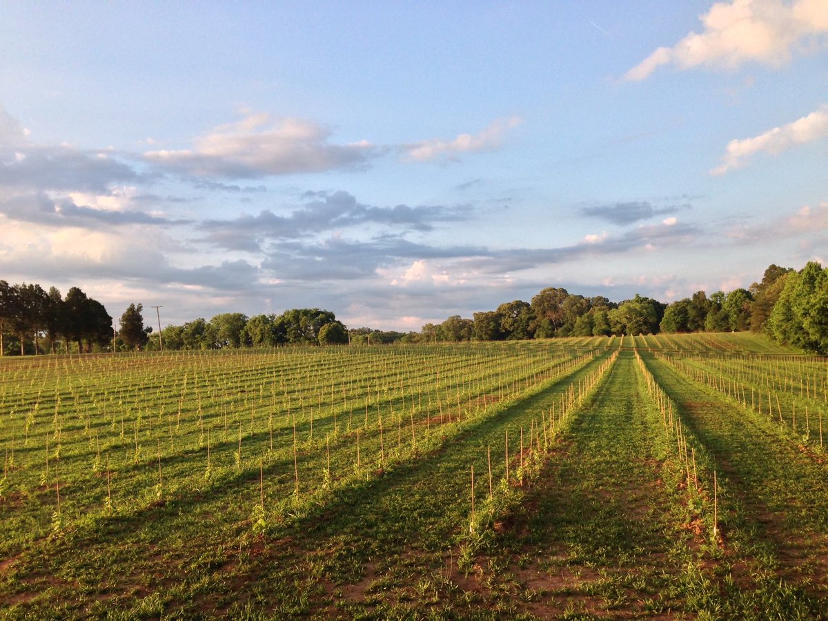 EstatesVirginia's tweet photo. Congratulations to our Buyer and Seller on this property going under contract today! This beautiful 28-acre parcel in Goochland with beautiful vineyards was ratified this morning!
#vineyard #vineyardforsale #getoutside #buyland #farmlife #VirginiaEstates https://t.co/bLZ4zlw4jt