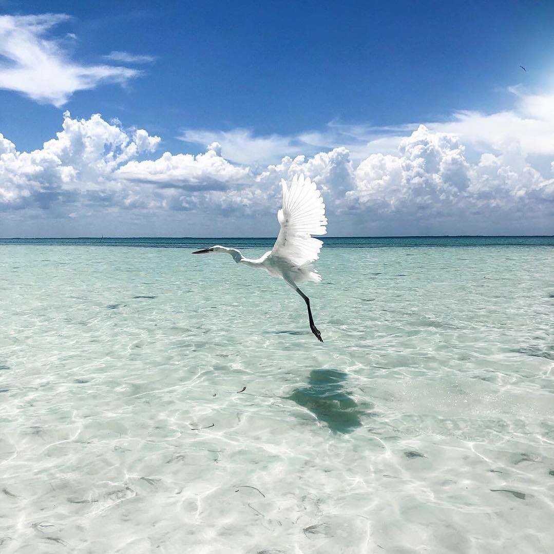 ¿Sabías que de las 520 especies de aves que existen en la Península de Yucatán, por lo menos 155 viven en Holbox? 
1/3  

📸: j.r.d.c vía IG