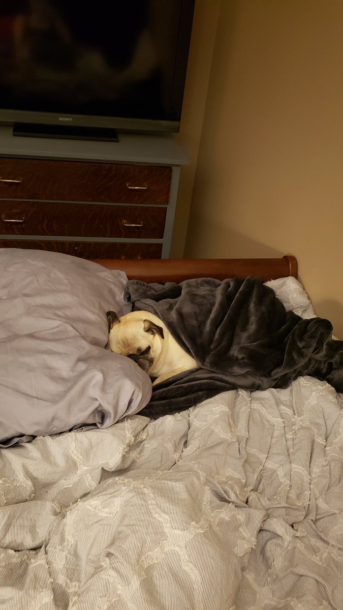 Airforcepugs's tweet photo. This little boy is all ready for bed! #sleepyboy #mrwinston https://t.co/UCj2SP9Y8K