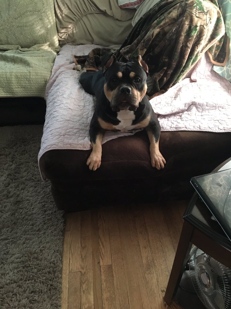BrookeSmetzer's tweet photo. My boy looking cute as ever! https://t.co/GVr1QmcO9Q
