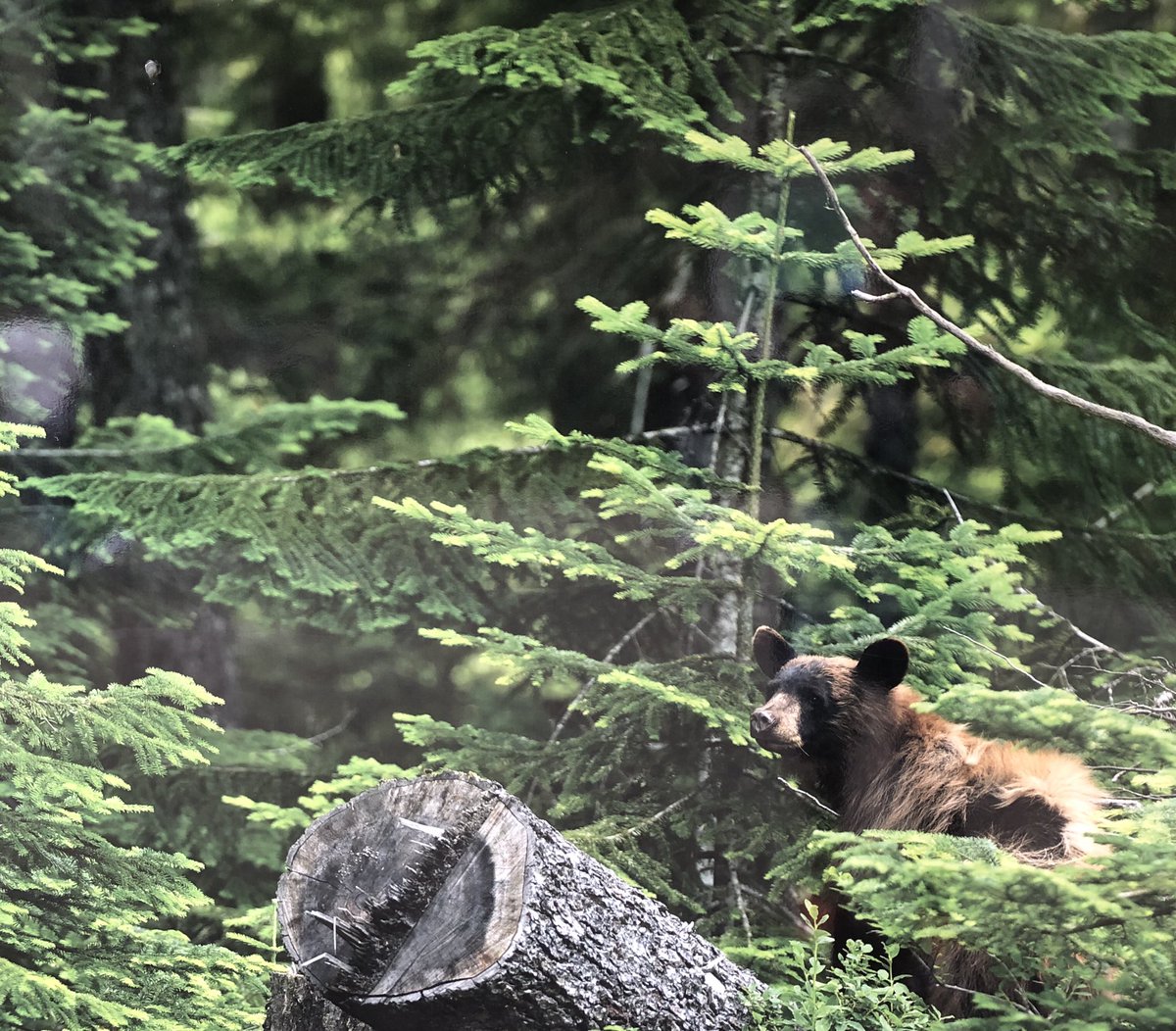 Und da sage noch einer deutsche Wälder seien gefährlich?! #skoomkumchucknarrowsprovincialpark