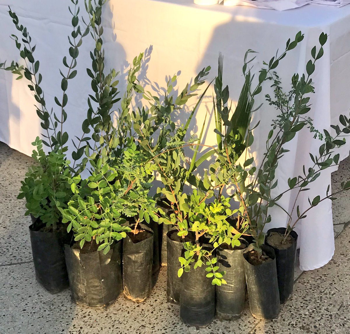 SECTURBCS's tweet image. Hoy dio inicio formal la entrada en vigor de la restricción de plásticos de la Ley de Equilibrio Ecológico y Protección del Medio Ambiente. Súmate a esta iniciativa sustentable y protejamos las maravillas naturales de #BCS. 
#MaresLlenosdesPeces🐠 #NodePlásticos 🚫🚫
@Araizal