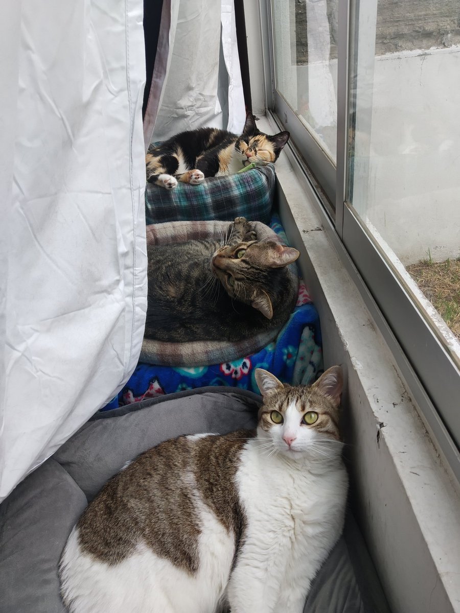 enidmatika's tweet photo. Les dejo un hilo de fotos de mis gatos, porque... pues porque puedo y porque solo me leen como 7 personas xD
Aparte mis gatos están bien hemoshosh, la vdd.

Espero que sean @gatitos_qctd también :) https://t.co/ngnJhWZMDn