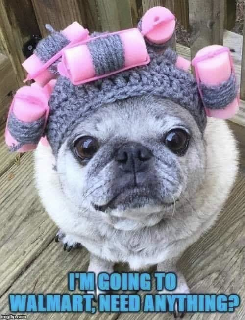 This is for <a href="/BaronDestructo/">Joseph Mallozzi 🏴‍☠️</a> 💕🐶
Photo courtesy of Joe to the rescue on Facebook.
