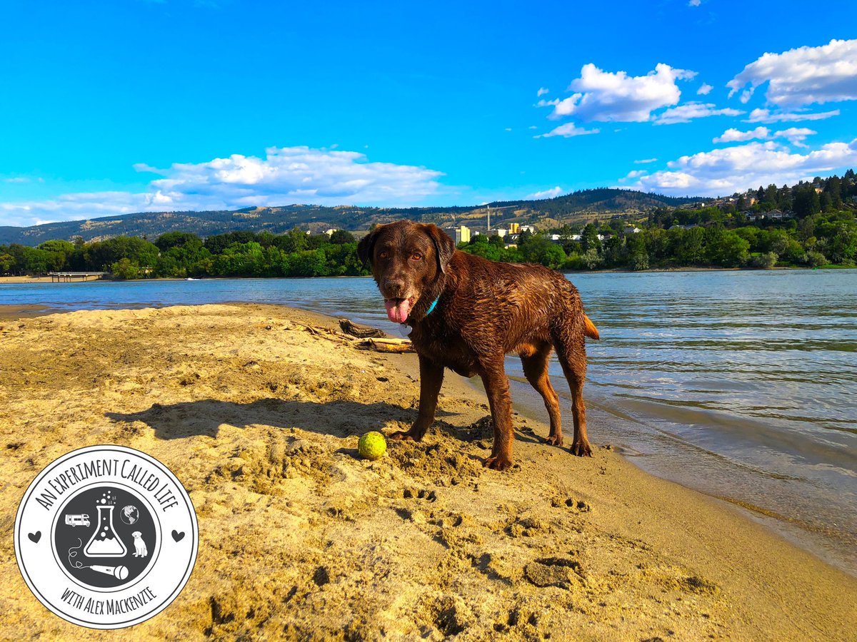 This Friday Finley is in Kamloops BC for the <a href="/KamloopsKomedy/">Kamloops Komedy Fest</a> festival! We will be performing here all weekend! If anyone wants to meet Fin Dog come check out a show! #AnExperimentCalledLife #ECL #FinleyFriday #FinDog #Dogs #KamloopsKomedyFestival