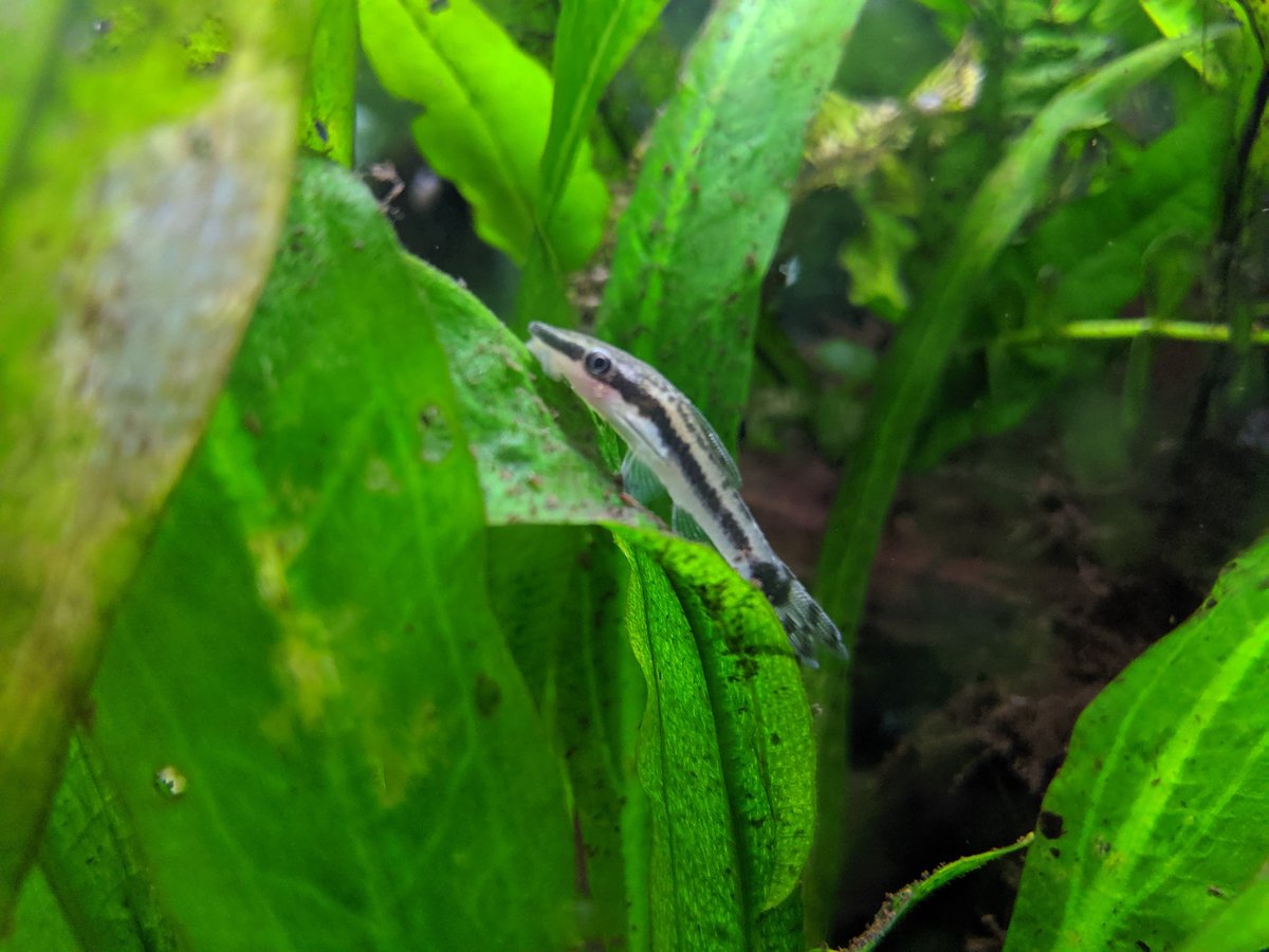 BluecanLee's tweet photo. #fishpost I went to a really neat fish store today and picked up some Otocinclus and rabbit snails (sorry for the bad pics)
I also placed a big order a shrimp for my nano tank and new 10gal I can't wait to spoil them.... https://t.co/yv1iI7vWaT