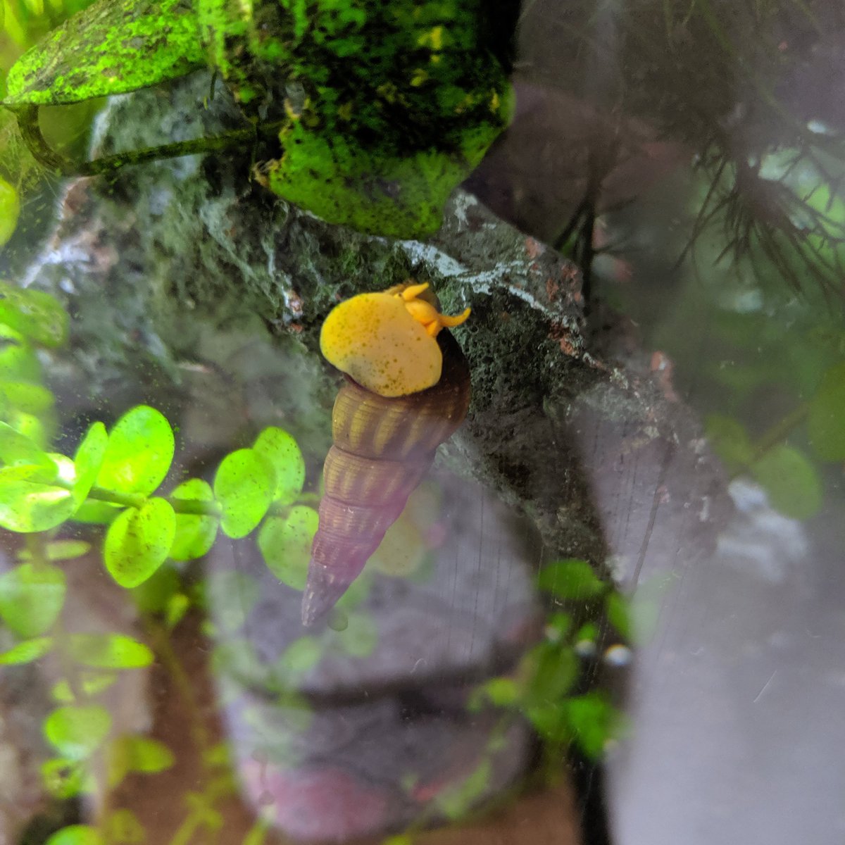 BluecanLee's tweet photo. #fishpost I went to a really neat fish store today and picked up some Otocinclus and rabbit snails (sorry for the bad pics)
I also placed a big order a shrimp for my nano tank and new 10gal I can't wait to spoil them.... https://t.co/yv1iI7vWaT