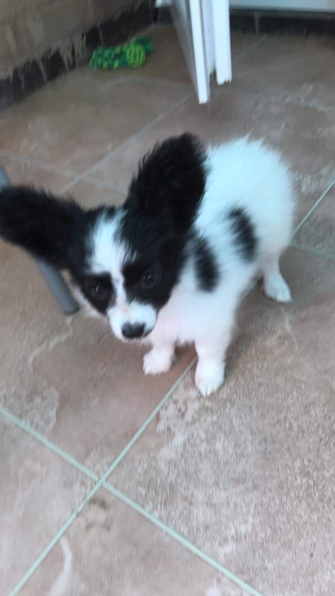 silverleaf79's tweet photo. @MaggiBot These ridiculous ears get to start living with me tomorrow. The rest of the puppy too, but EARS. https://t.co/QzWq9hYk1o