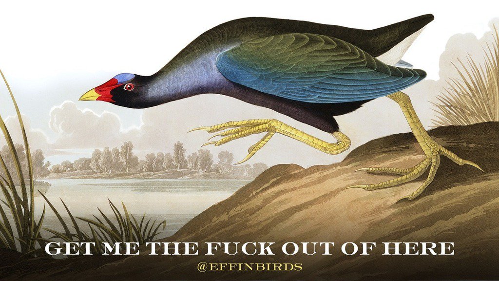 EffinBirds's tweet image. 