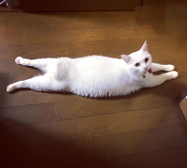 caracatcafe's tweet photo. なにその上から目線😒
#あーちゃん予報
#ドヤられてる?
#AMO #あーちゃん
#白猫 #伸び猫
#幻の猫
#保護猫
#ねこのいる暮らし #ねこのいる生活
#cat #catsofinstagram #instacat #sweetcatshub
#猫 #ねこ #ネコ #猫カフェ #caracatcafe #箕面 #北摂
#cccs03a https://t.co/RsJl2EYmrU