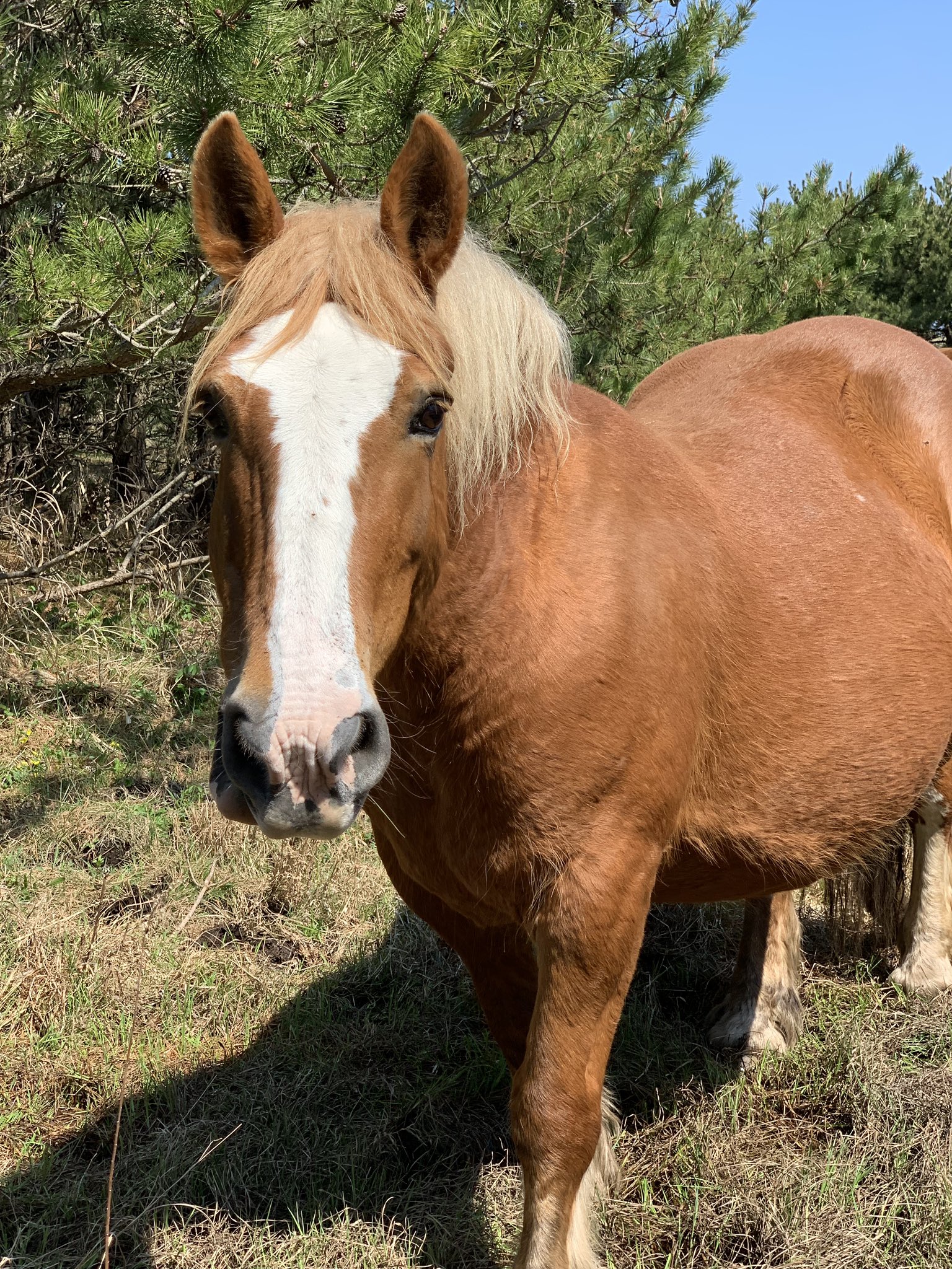みさき 親に 写真撮るからもっと近寄ってー と言われていた子ども いくら大人しい寒立馬でも これは危なすぎる きちんと注意喚起の看板 ありますよ 寝てる馬に後ろから触る人も本当に多い 人間だっていきなり背後から触られたら驚くよね