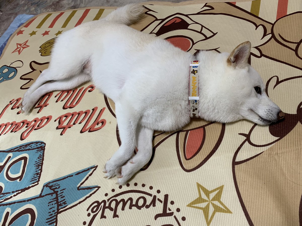 お父さん犬 お父さん犬