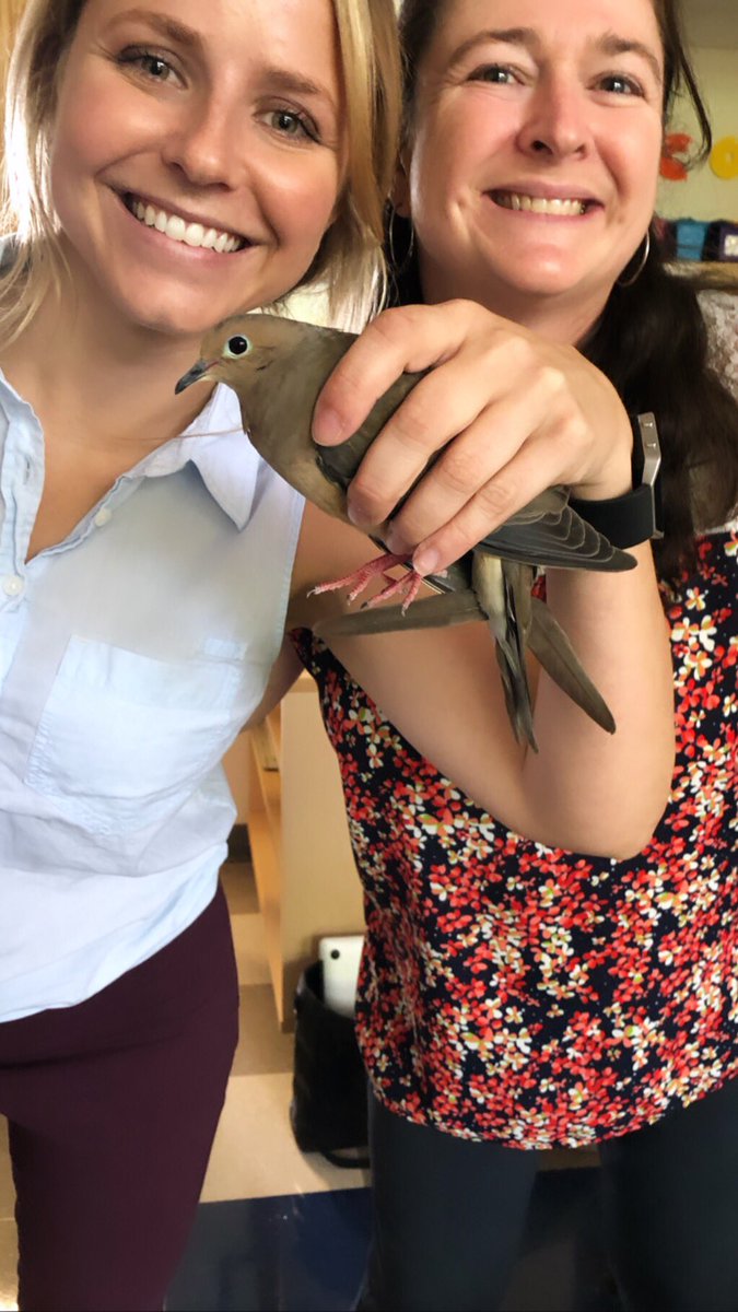 MsDiMeglio's tweet photo. Shout out to @IDESPrincipal for helping catch and release our two ‘dovely’ visitors today! Always an adventure at @IsaacDicksonAVL, I’m seriously going to miss this place and these people. #TheACSWay #ExperienceDickson #Bittersweet #MyPeople #BlakeWithoutBorders https://t.co/YpAFZGxJyr