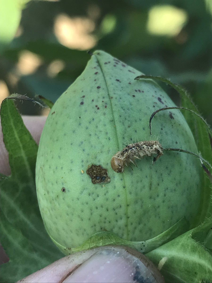 JeffGore99's tweet photo. Took this in a field of Bollgard II 6 days after a Prevathon spray. Classic #Diamide toxicity in a bollworm. This one died while it was eating and almost got into the boll. #mscrops https://t.co/OXOAjukb9O