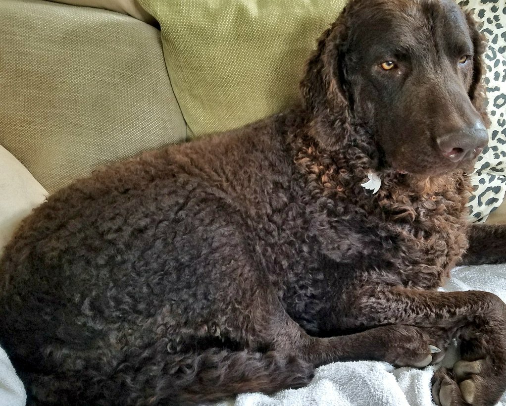 The_Monty_Dog's tweet photo. 🐂I'm pleased to report that our 8 month old Samsung washing machine is feeling better👍🏻😊After several fraught phone calls &amp; Tweets we discovered I had reset the door lock/child locks with my bottom! We've also had to recalibrate the drum! 🙈 Yes, I am that big!🤣 🤣 #babytank https://t.co/fpCAVHaH4c