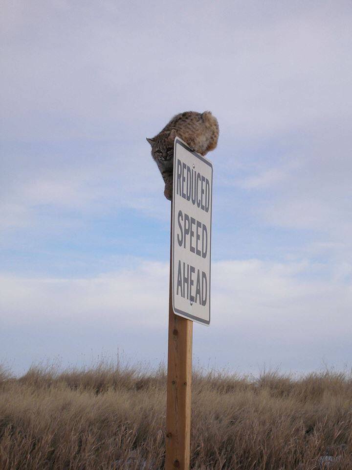 NatlParkService's tweet image. Respect my authoritah! 

This bobcat would like to remind you to respect speed limits when visiting parks. Always drive the posted speed limit and slow down if you see an animal. Move along now!

📸: Bobcat on patrol perched on traffic sign at @BadlandsNPS.
#FindYourPark