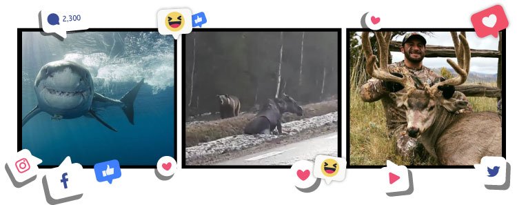 Did you know you can hunt Raccoon in BC this month? - mailchi.mp/wildtv.ca/did-…