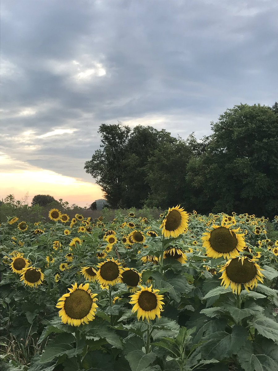 JosFlowerCo1's tweet photo. We had such a great Grand Opening of the sunflower field today! Thank you so much to everyone that came out for their sessions! I can’t wait to see what the rest of the week has in store! https://t.co/bRYYN8Ye8N
