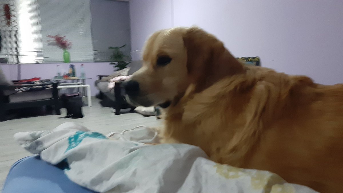 suptilnozracim's tweet photo. @voqby ipak je ostao same old good boi
U couldnt break him. https://t.co/nT9sBhCyPO