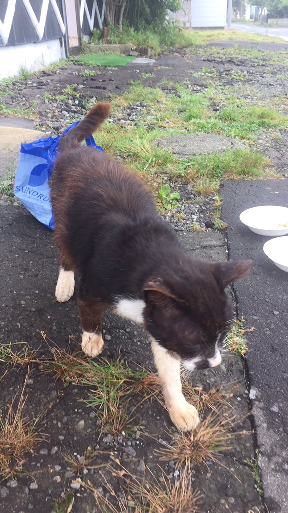 sabaNT4848's tweet photo. 助けてください‼️

近所に捨て猫と思われる猫がおり
目を合わせると人恋しいのか寄ってきます。
皮膚疾患がありその原因で捨てられたと予想されます。
車が無いので病院にも連れて行けずペット禁止物件なので保護も出来ません。
どなたか保護出来ませんでしょうか
#拡散希望
#苫小牧市
#捨て猫 https://t.co/1IyVBjzutT