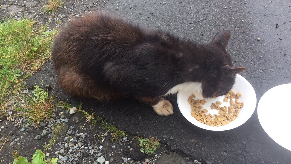 sabaNT4848's tweet photo. 助けてください‼️

近所に捨て猫と思われる猫がおり
目を合わせると人恋しいのか寄ってきます。
皮膚疾患がありその原因で捨てられたと予想されます。
車が無いので病院にも連れて行けずペット禁止物件なので保護も出来ません。
どなたか保護出来ませんでしょうか
#拡散希望
#苫小牧市
#捨て猫 https://t.co/1IyVBjzutT