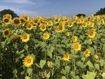 座間ひまわり祭り19 見頃 開花状況 アクセスは 何これって
