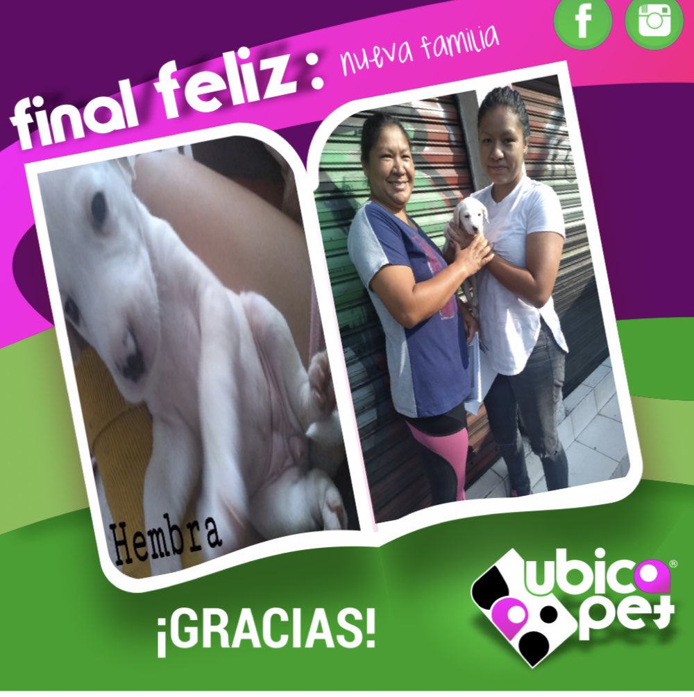 UbicapetMexico's tweet photo. FF 275
FINAL FELIZ
Nos alegra mucho informarles que esta hermosa pequeñita, ya fue adoptada por una maravillosa familia.
Gracias a Laura Jazmín por mantenernos informados.
Gracias a todos los que comparten y hacen esto posible.
🙏🏼🐶❤
#finalfeliz
#cachorra
#adoptada
#ubicapet https://t.co/VOB9998brO