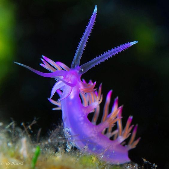 Flabellina iodinea. морской слизняк голожаберник. морской голожаберный моллюск. морской слизень голожаберный моллюск. голожаберный моллюск корифелла.