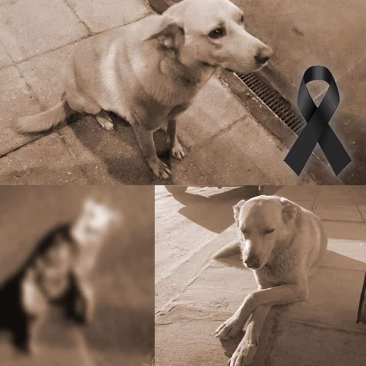 elcampito's tweet photo. #JusticiaPorRubio
La muerte de Rubio, por brutal nos enfrenta nuevamente con lo aberrante.
Se necesita una ley.
No cualquier ley.
Es triste ver que mientras esto sucede, en Diputados se han quedado a mitad de camino o menos.
Por ellos tenemos que seguir exigiendo castigo adecuado https://t.co/yFJAH98QE0