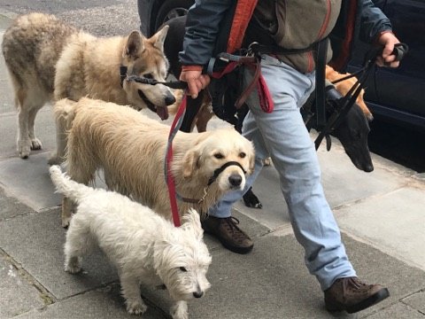 DoyleELF's tweet photo. A gaggle of good doggos!

#DogsOfFringe #MakeYourFringe https://t.co/yCSo1gTbUa