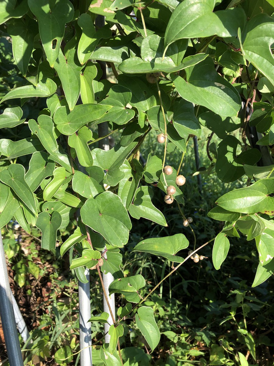 明 楽 むかご 自然薯育ててる最中らしいです 自然薯もいいですが むかごご飯好きです