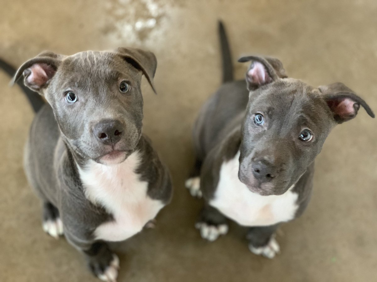 Blue boys available at Luvable Dog Rescue in Eugene OR 💙