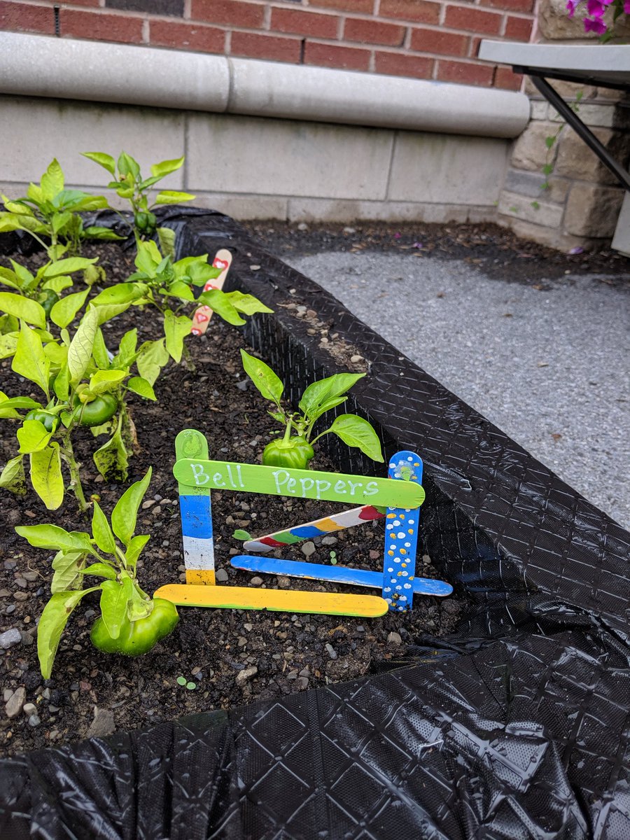 HeatherTechTST's tweet image. The plants aren&apos;t the only things that grew this summer at #projectinnovation! Our #PBL experience grew hearts, #arts and minds.  #all6000plus thinkers benefit from projects rooted in standards. Thank you @KLKiechle and @DBreiman for hosting a lovely summer