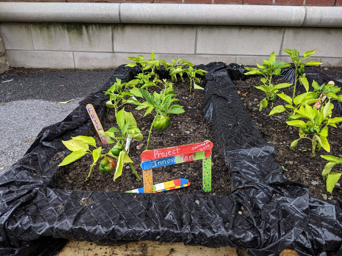 HeatherTechTST's tweet image. The plants aren&apos;t the only things that grew this summer at #projectinnovation! Our #PBL experience grew hearts, #arts and minds.  #all6000plus thinkers benefit from projects rooted in standards. Thank you @KLKiechle and @DBreiman for hosting a lovely summer