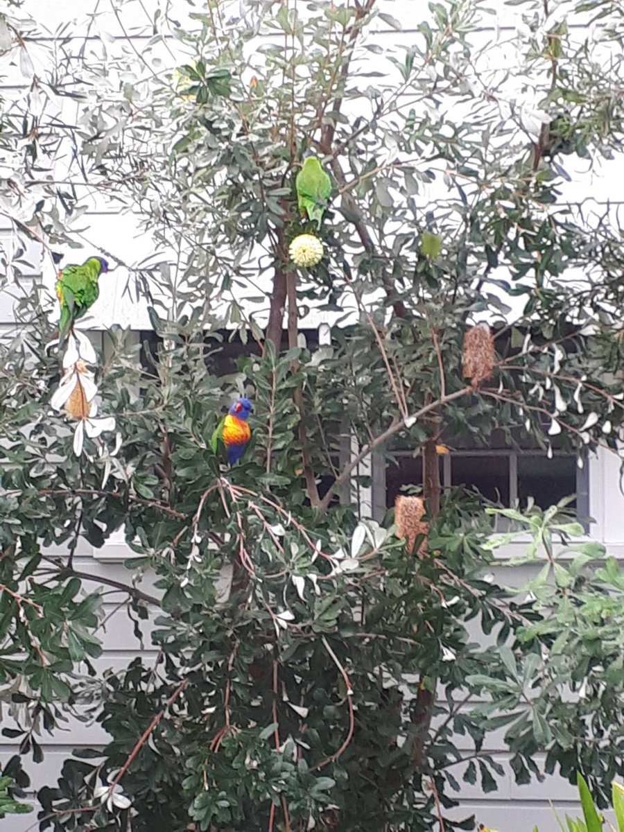 Parrots enjoying time in the banksia trees. #FrontGarden #Australia 🍃🌿🐦