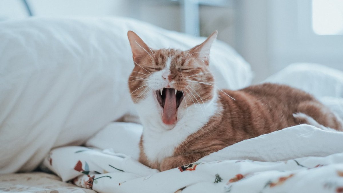 afurkid's tweet photo. 大家早安，想睡個回籠覺😝😝😝 

This morning I skipped work and crawled back in bed.

#cat #cats #furkid #pet #animals #cats_of_day https://t.co/Qi6prT6SHD