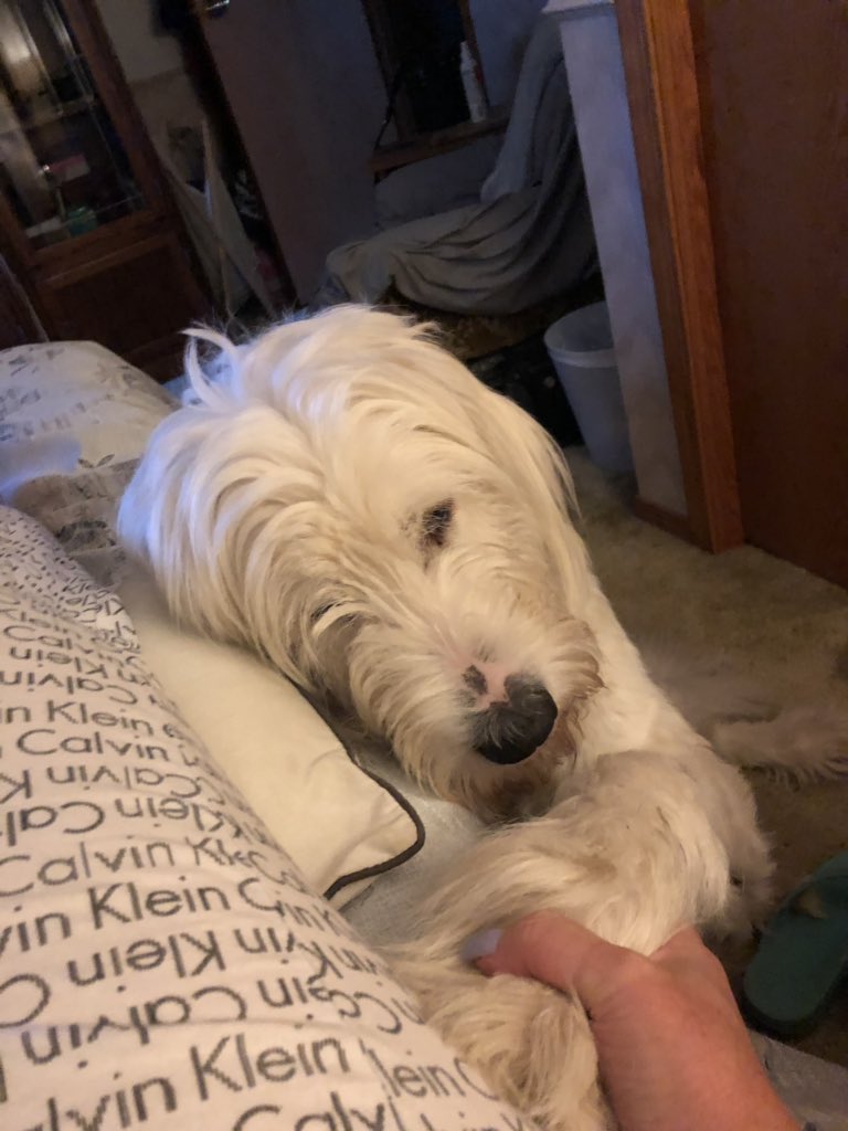 lauriedoneen's tweet photo. @jannarden #IWannaHoldYourPaw #loveable #OurMurphy https://t.co/pySA8UEbUL