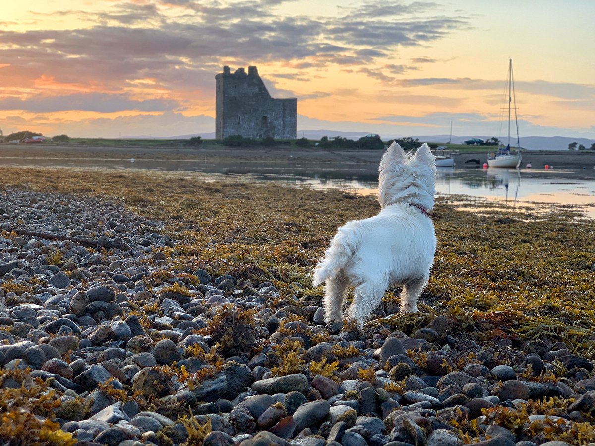 (Ad) last night we sat by the window of our private room at <a href="/hostellingscot/">Hostelling Scotland</a>’s Lochranza hostel and watched red deer taking a dip in the loch outside.  Afterwards we popped outside to watch a belter of a sunset over Lochranza Castle. La vie est belle. 😍 #visitarran #scotland