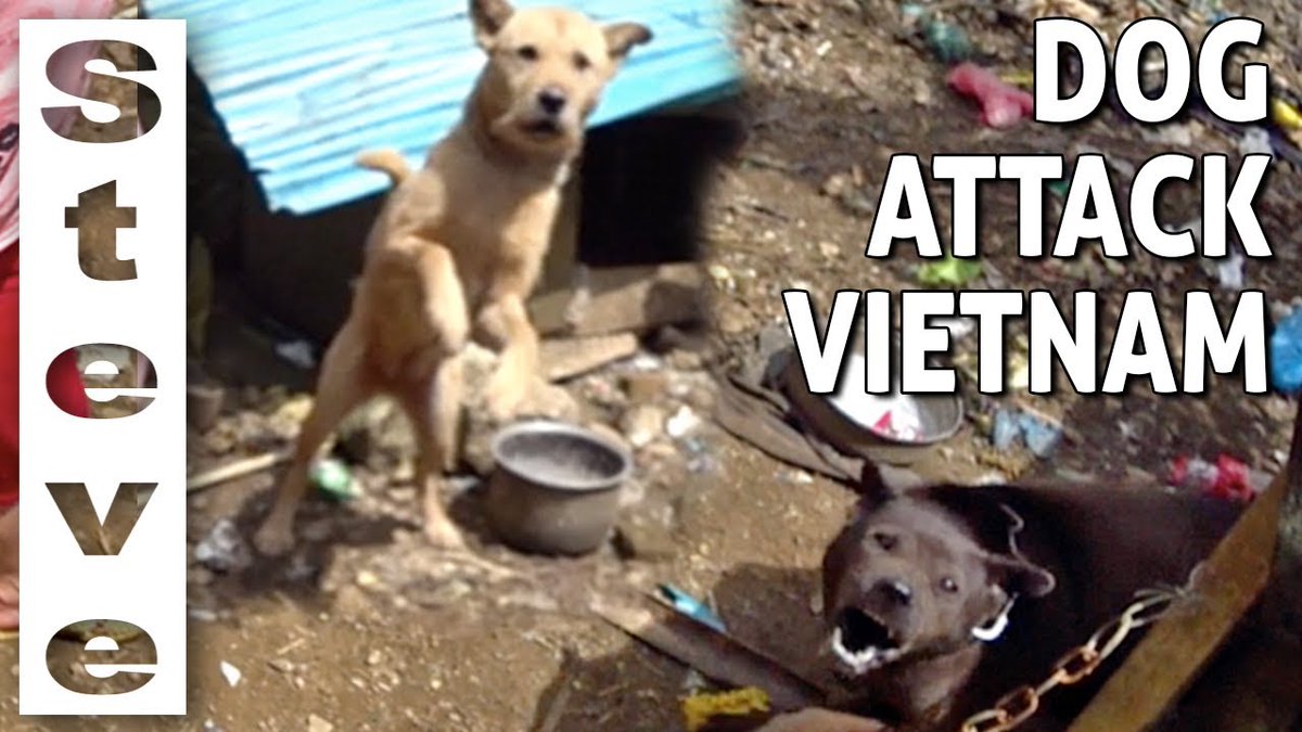 Steves_Kitchen's tweet photo. Oh dear!!!!!
Watch it all unfold 
https://t.co/1L8tNkDsGl

#Vietnam #dogs #trekking #sharethelove #traveltribe #travel #steveskitchen https://t.co/Q3lJePjBwi