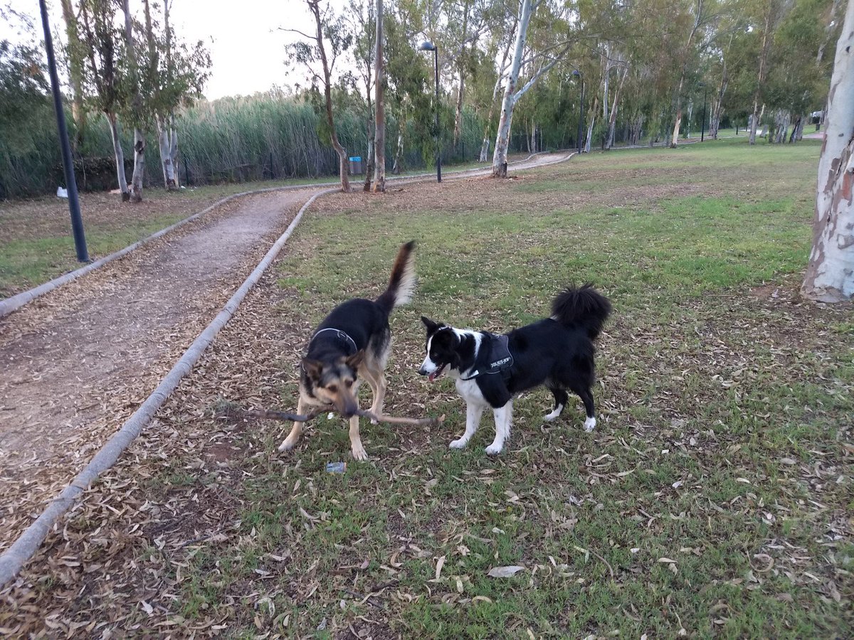 Thai_BC2017's tweet photo. Hodor&amp;Thai Amor canino https://t.co/fZ0kbsa2zb