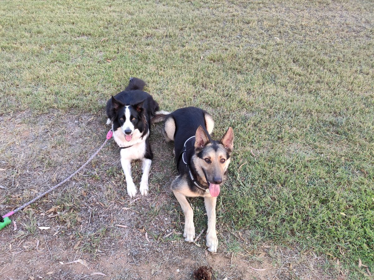 Thai_BC2017's tweet photo. Hodor&amp;Thai Amor canino https://t.co/fZ0kbsa2zb